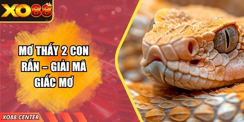 Mơ Thấy 2 Con Rắn – Giải Mã Giấc Mơ Bí Ẩn Mang Điềm Báo Gì?